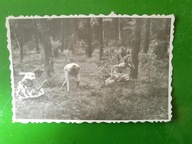 2 x las zbieranie jagód 50/60te (1304)