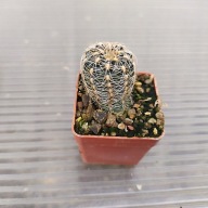 *KAKTUSY*GYMNOCALYCIUM BRUCHII SSP. MELOJERI - VG 272