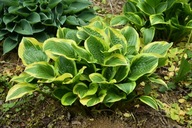 Funkia "QUEEN JOSEPHINE" Hosta sadzonka 1,5 L DONICZKA