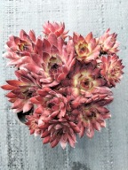 Rojnik 117 Hav. BLACK ciemna niezawodna odmiana