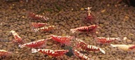 Krewetki Fishbon Galaxy Red mid 10 szt. 'ciepła paczka" od fibell