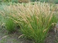 Ostnica Stipa Calamagrostis Algau P9 n o w o ś ć