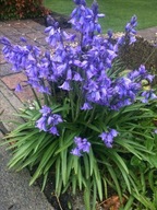 Hiacynt kalifornijski sadzonka w pojemniku 10 CM ogrodowy na obwódki