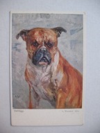 PIES BULDOG BOKSER przedwojenna POCZTÓWKA