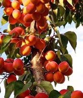 Morela Kolumnowa – samopylna, do małych ogrodów