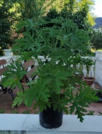 Geranium Anginka Anginowiec