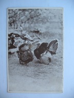 INDYKI INDYK STELLA BOCHNIA przedwojenna POCZTÓWKA