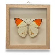 Motyl w gablotce Hebomoia Glaucippe Palawanica