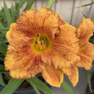 Liliowiec Spacecoast Freaky Tiki