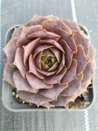 Rojnik 90 CALDERA krępe różowe rozety