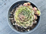 Rojnik 100 CRIMSON VELVET różowe zgrabne rozetki