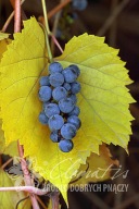 winorośl pachnąca 'Ania' Vitis riparia 'Ania'