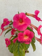 Achimenes Charlotte Grace - kłącze