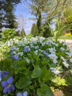 Fiołek Motylkowy Freckles 30 SZTUK plus gratis