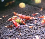 Krewetki Caridina Red Metalic Rarytas ! 10szt