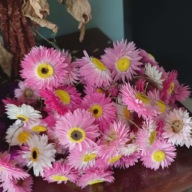 suchlin różowy suszki kocanki suszona naturalna bukiet kwiaty suszone