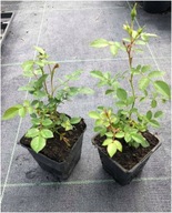 Róża dzika Laxa 30 cm sadzonka w pojemniku p9 na skarpy jadalna dżemy