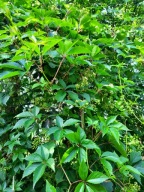 Winobluszcz pięciolistkowy dzikie wino szybkorosnące pnącze na żywopłot