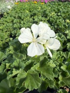 Pelargonia rabatowa Stojąca ładna sadzonka biała