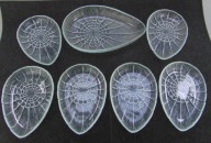 Śledziówki Łezki Cora - Zestaw 1 + 6 szt. - HSG Ząbkowice