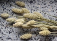 Trawy Mozga Kanar naturalna susz suszona traw bukiet zboża na palmy