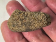 Skamieniałe koralowce algi glony agaty muszlowe