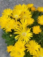 Delosperma GOLD NUGGET żółta