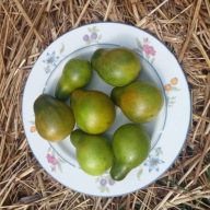 Pomidor Cherokee Green Pear - zielona gruszka - nasiona ***