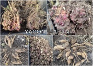 TOPINAMBUR/ YACON JABŁKO ZIEMI SADZONKI ROZMNÓŻKI BULWY - JAPAN 2 X