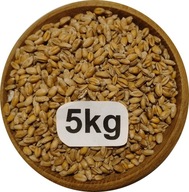 Pszenica Ozima Konsumpcyjna/Paszowa 5kg, 2025r