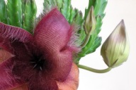 Kaktusy! - Stapelia grandiflora - RARYTAS!!!