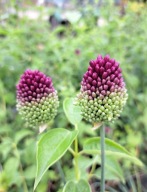 CZOSNEK GŁÓWKOWATY SADZONKA W POJEMINKU na suche bukiety