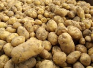 ZIEMNIAKI Denar Młode 15kg PYSZNE DELIKATNE 2025 ECO BEZ CHEMII PL