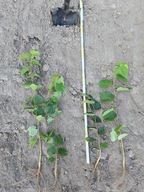 Lipa drobnolistna 50 cm - 70 cm.