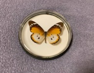 Motyl w okrągłej ramce 10x10 cm - DANAUS Alcippus - Centralna Afryka