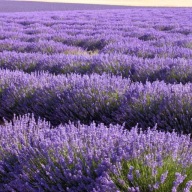 Lawenda HIDCOTE BLUE Mrozoodporna