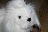 pluszak maskotka pies piesek slodziak z kucykiem