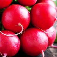 Nasiona rzodkiewki Benex Carmen 10 g