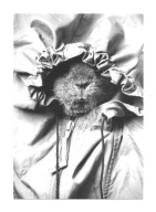 Pocztówka - Świnka morska w sportowej stylizacji