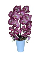 Storczyk podwójny dwa pędy bordowy Orchidea doniczka biała