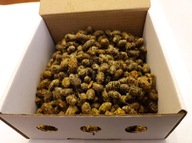 Pszczoła murarka ogrodowa - kokony w pudełku wylęgowym 400+20 szt.
