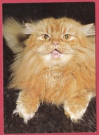 Kot kotek koty rasa harce kot w życiu człowieka pocztówka