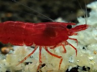 krewetki akwariowe Blody Marry neocardina czerwone, proszę czytać opis