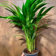 Dypsis lutescens palma arekowa areca SADZONKA 70 cm