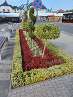 TRZMIELINA emerald gold na ŻYWOPŁOT ogrodzenie siatkę