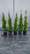 Tuja THUJA SMARAGD 60 - 80 cm w doniczce UKORZENIONA