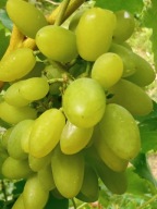 WINOROŚL Sadzonki winogron-TIMUR- bardzo duży owoc