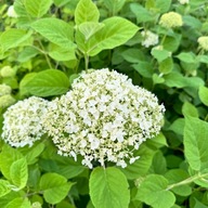 Hortensja krzewiasta 'Annabelle' (Hydrangea arborescens)