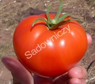 Pomidory Baron plenny nasiona premium ***