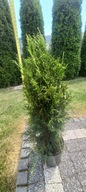 WYSOKA PIĘKNA TUJA SZMARAGD SADZONKA NA ŻYWOPŁOT 60-90 CM
